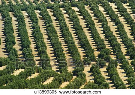Stock Photography - Nature, Plantation, Farmed, Cultivated, Harvest, Landscape, Agriculture. Fotosearch