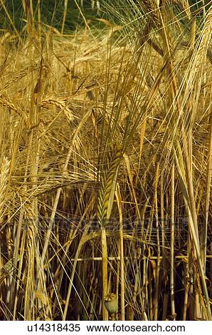 Stock Photography - Nature, Plantation, Farmed, Cultivated, Harvest, Spike, Agriculture. Fotosearch