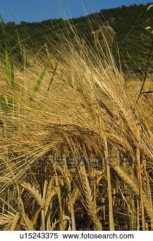 Nature, Plantation, Farmed, Cultivated, Harvest, Spike, Agriculture View Large Photo Image Stock Photography - Nature, Plantation, Farmed, Cultivated, Harvest, Spike, Agriculture. Fotosearch