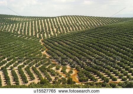 Stock Photography - Nature, Plantation, Farmed, Cultivated, Harvest, Landscape, Agriculture. Fotosearch