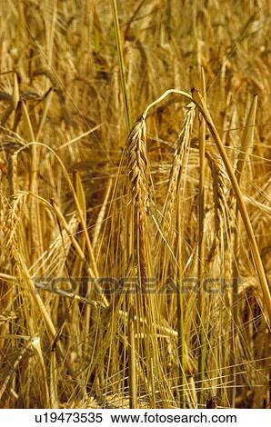 Nature, Plantation, Farmed, Cultivated, Harvest, Spike, Agriculture View Large Photo Image Stock Photography - Nature, Plantation, Farmed, Cultivated, Harvest, Spike, Agriculture. Fotosearch