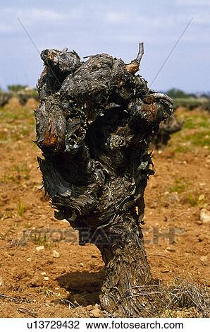 Nature, Plantation, Farming, Cultivating, Cultivate, Vineyard, Agriculture View Large Photo Image Stock Image - Nature, Plantation, Farming, Cultivating, Cultivate, Vineyard, Agriculture. Fotosearch