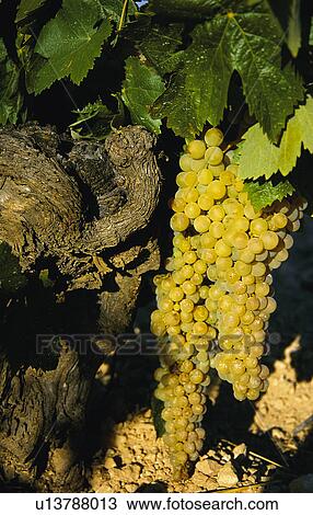 Nature, Plantation, Farming, Cultivating, Cultivate, Vineyard, Agriculture View Large Photo Image Stock Image - Nature, Plantation, Farming, Cultivating, Cultivate, Vineyard, Agriculture. Fotosearch