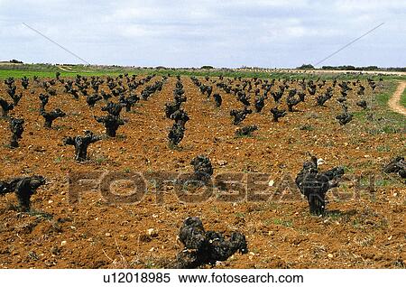 Nature, Plantation, Farming, Cultivating, Cultivate, Vineyard, Agriculture View Large Photo Image Stock Photography - Nature, Plantation, Farming, Cultivating, Cultivate, Vineyard, Agriculture. Fotosearch