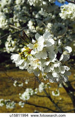 Nature, Tree, Cherry trees, Trees, Cherry tree, Landscape, Agriculture View Large Photo Image Picture - Nature, Tree, Cherry trees, Trees, Cherry tree, Landscape, Agriculture. Fotosearch