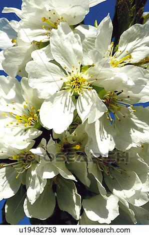 Stock Image - Nature, Tree, Cherry trees, Trees, Cherry tree, Landscape, Agriculture. Fotosearch