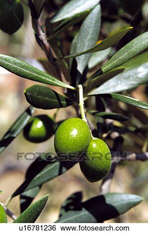 Stock Photograph - Olives, Plantation, Olive, Olive tree, Tree, Green, Agriculture. Fotosearch