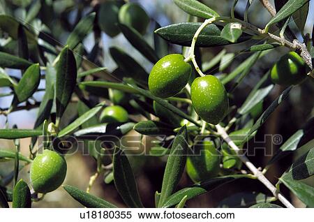Olives, Plantation, Olive, Olive tree, Tree, Green, Agriculture View Large Photo Image Stock Photography - Olives, Plantation, Olive, Olive tree, Tree, Green, Agriculture. Fotosearch