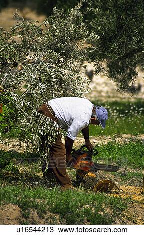 Person, Plantation, Farmer, Agricultural, Land, Agriculture View Large Photo Image Stock Image - Person, Plantation, Farmer, Agricultural, Land, Agriculture. Fotosearch