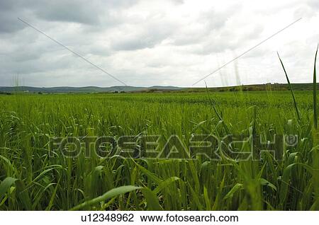 Stock Image - Plantation, Cultivated, Farmed, Nature, Spike, Thorn, Spikes. Fotosearch