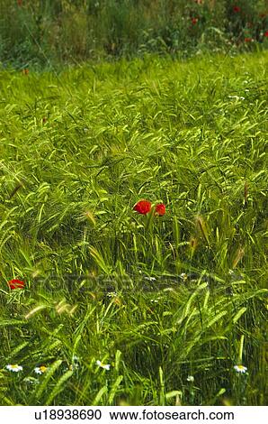 Plantation, Cultivated, Farmed, Nature, Spike, Thorn, Spikes View Large Photo Image Stock Image - Plantation, Cultivated, Farmed, Nature, Spike, Thorn, Spikes. Fotosearch