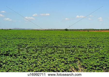 Plants, Harvest, Plant, Land, Plantation, Potato, Agriculture View Large Photo Image Stock Image - Plants, Harvest, Plant, Land, Plantation, Potato, Agriculture. Fotosearch