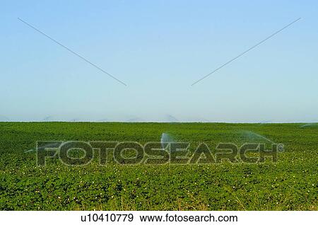 Plants, Harvest, Plant, Land, Plantation, Potato, Agriculture View Large Photo Image Stock Photo - Plants, Harvest, Plant, Land, Plantation, Potato, Agriculture. Fotosearch