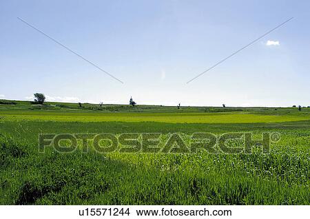 Spike, Plantation, Nature, Farmed, Cultivated, Thorn, Agriculture View Large Photo Image Picture - Spike, Plantation, Nature, Farmed, Cultivated, Thorn, Agriculture. Fotosearch