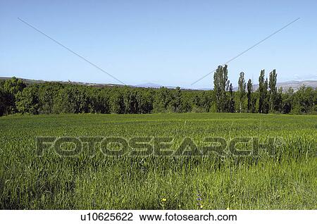 Spike, Plantation, Nature, Farmed, Cultivated, Thorn, Agriculture View Large Photo Image Stock Image - Spike, Plantation, Nature, Farmed, Cultivated, Thorn, Agriculture. Fotosearch