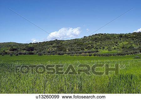 Spike, Plantation, Nature, Farmed, Cultivated, Thorn, Agriculture View Large Photo Image Stock Photo - Spike, Plantation, Nature, Farmed, Cultivated, Thorn, Agriculture. Fotosearch