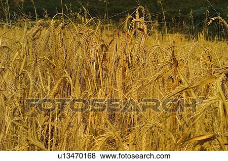 Spike, Plantation, Nature, Farmed, Cultivated, Thorn, Agriculture View Large Photo Image Stock Photo - Spike, Plantation, Nature, Farmed, Cultivated, Thorn, Agriculture. Fotosearch