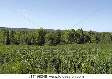 Stock Photo - Spike, Plantation, Nature, Farmed, Cultivated, Thorn, Agriculture. Fotosearch