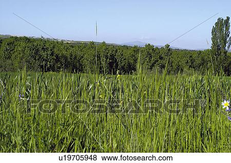 Stock Photo - Spike, Plantation, Nature, Farmed, Cultivated, Thorn, Agriculture. Fotosearch