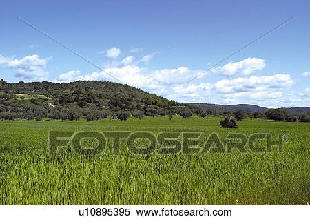 Spike, Plantation, Nature, Farmed, Cultivated, Thorn, Agriculture View Large Photo Image Stock Photography - Spike, Plantation, Nature, Farmed, Cultivated, Thorn, Agriculture. Fotosearch