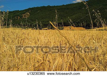Spike, Plantation, Nature, Farmed, Cultivated, Thorn, Agriculture View Large Photo Image Stock Photography - Spike, Plantation, Nature, Farmed, Cultivated, Thorn, Agriculture. Fotosearch