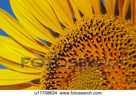Picture - Sunflower, Background, Petals, Petal, Flower, Seed, Agriculture. Fotosearch
