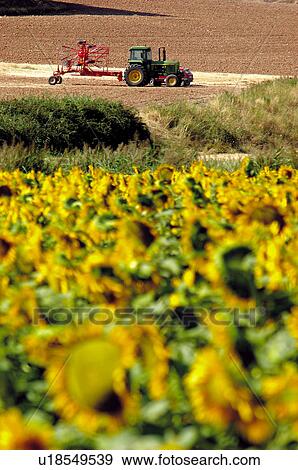 Sunflower, Flower, Defocussed, Blurred, Flowers, Sunflowers, Agriculture View Large Photo Image Stock Photo - Sunflower, Flower, Defocussed, Blurred, Flowers, Sunflowers, Agriculture. Fotosearch