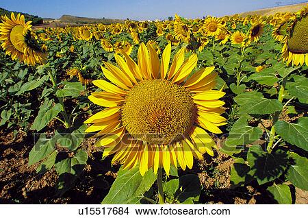 Picture - Sunflower, Flower, Petals, Petal, Flowers, Sunflowers, Agriculture. Fotosearch