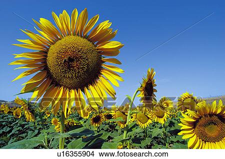 Sunflower, Flower, Petals, Petal, Flowers, Sunflowers, Agriculture View Large Photo Image Picture - Sunflower, Flower, Petals, Petal, Flowers, Sunflowers, Agriculture. Fotosearch