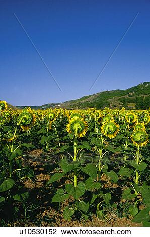 Sunflower, Flower, Petals, Petal, Flowers, Sunflowers, Agriculture View Large Photo Image Stock Image - Sunflower, Flower, Petals, Petal, Flowers, Sunflowers, Agriculture. Fotosearch
