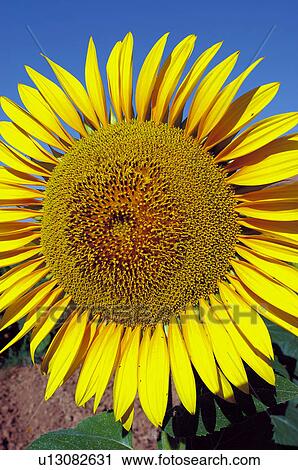 Stock Image - Sunflower, Flower, Petals, Petal, Flowers, Seed, Agriculture. Fotosearch