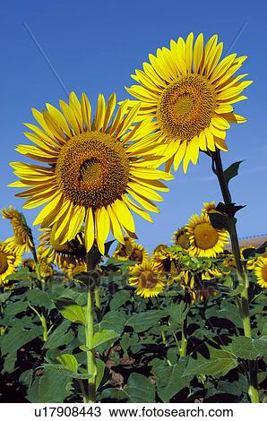 Sunflower, Flower, Petals, Petal, Flowers, Sunflowers, Agriculture View Large Photo Image Stock Image - Sunflower, Flower, Petals, Petal, Flowers, Sunflowers, Agriculture. Fotosearch