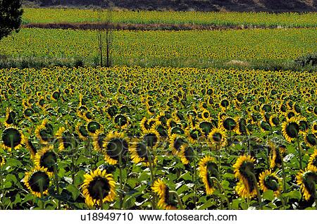 Stock Image - Sunflower, Flower, Petals, Petal, Flowers, Sunflowers, Agriculture. Fotosearch