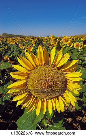 Sunflower, Flower, Petals, Petal, Flowers, Sunflowers, Agriculture View Large Photo Image Stock Photo - Sunflower, Flower, Petals, Petal, Flowers, Sunflowers, Agriculture. Fotosearch