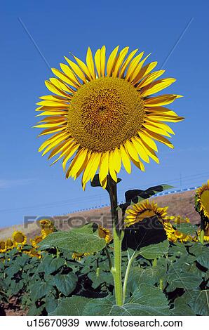 Sunflower, Flower, Petals, Petal, Flowers, Seed, Agriculture View Large Photo Image Stock Photo - Sunflower, Flower, Petals, Petal, Flowers, Seed, Agriculture. Fotosearch