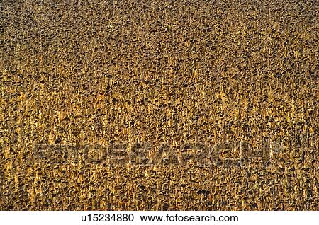 Sunflowers, Harvest, Sunflower, Flowers, Flower, Plantation, Agriculture View Large Photo Image Stock Image - Sunflowers, Harvest, Sunflower, Flowers, Flower, Plantation, Agriculture. Fotosearch