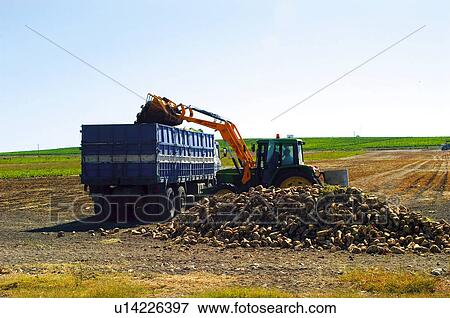 Stock Photo - Transportation, Harvest, Transport, Land, Plantation, Agricultural, Agriculture. Fotosearch