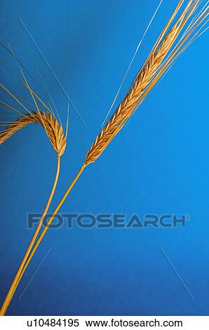 Stock Photography - Wheat, Plantation, Thorn, Spike, Nature, Dry, Agriculture. Fotosearch