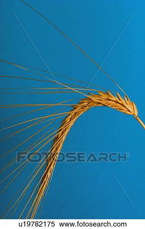 Stock Photography - Wheat, Plantation, Thorn, Spike, Nature, Dry, Agriculture. Fotosearch