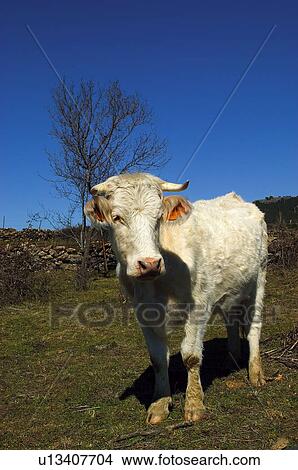Domestic animal, Farm, Domestic, Animals farm, Animal farm, Cow, Animals View Large Photo Image Picture - Domestic animal, Farm, Domestic, Animals farm, Animal farm, Cow, Animals. Fotosearch