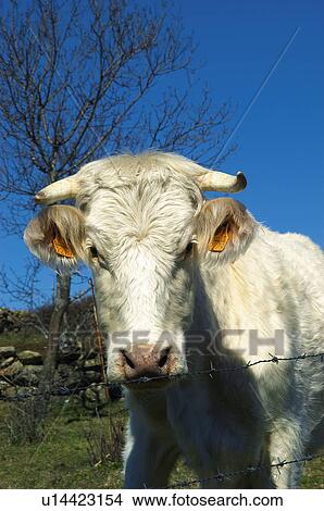 Domestic animal, Farm, Domestic, Animals farm, Animal farm, Cow, Animals View Large Photo Image Picture - Domestic animal, Farm, Domestic, Animals farm, Animal farm, Cow, Animals. Fotosearch