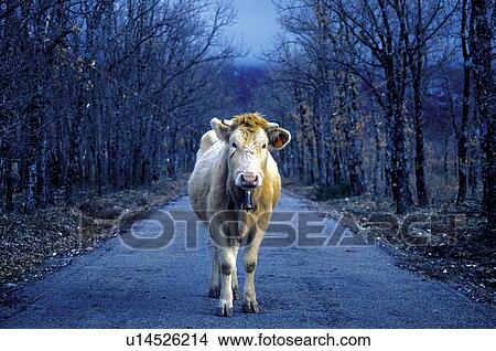 Domestic animal, Farm, Domestic, Animals farm, Animal farm, Cow, Animals View Large Photo Image Picture - Domestic animal, Farm, Domestic, Animals farm, Animal farm, Cow, Animals. Fotosearch