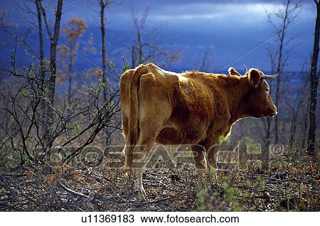 Domestic animal, Farm, Domestic, Animals farm, Animal farm, Cow, Animals View Large Photo Image Stock Image - Domestic animal, Farm, Domestic, Animals farm, Animal farm, Cow, Animals. Fotosearch