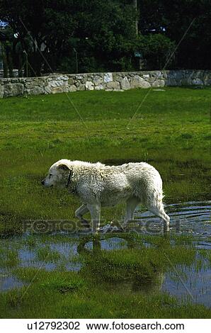 Domestic animal, Farm, Domestic, Animals farm, Animal farm, Pet, Animals View Large Photo Image Stock Image - Domestic animal, Farm, Domestic, Animals farm, Animal farm, Pet, Animals. Fotosearch