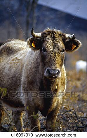 Domestic animal, Farm, Domestic, Animals farm, Animal farm, Cow, Animals View Large Photo Image Stock Image - Domestic animal, Farm, Domestic, Animals farm, Animal farm, Cow, Animals. Fotosearch