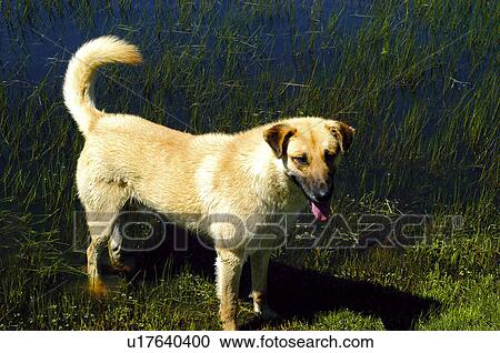 Domestic animal, Farm, Domestic, Animals farm, Animal farm, Pet, Animals View Large Photo Image Stock Image - Domestic animal, Farm, Domestic, Animals farm, Animal farm, Pet, Animals. Fotosearch