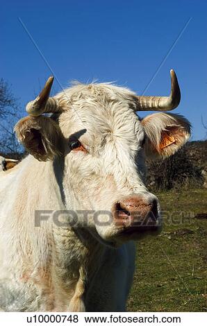 Domestic animal, Farm, Domestic, Animals farm, Animal farm, Cow, Animals View Large Photo Image Stock Photo - Domestic animal, Farm, Domestic, Animals farm, Animal farm, Cow, Animals. Fotosearch