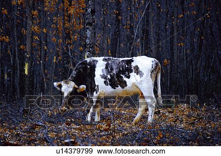 Stock Photo - Domestic animal, Farm, Domestic, Animals farm, Animal farm, Cow, Animals. Fotosearch