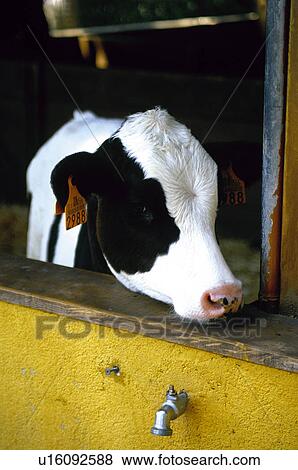 Domestic animal, Farm, Domestic, Animals farm, Animal farm, Cow, Animals View Large Photo Image Stock Photo - Domestic animal, Farm, Domestic, Animals farm, Animal farm, Cow, Animals. Fotosearch