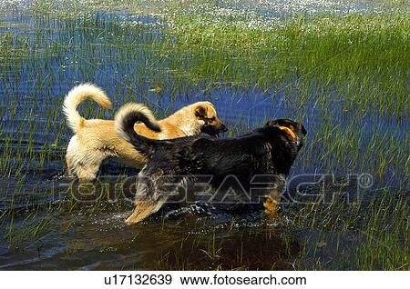 Domestic animal, Farm, Domestic, Animals farm, Animal farm, Pet, Animals View Large Photo Image Stock Photo - Domestic animal, Farm, Domestic, Animals farm, Animal farm, Pet, Animals. Fotosearch